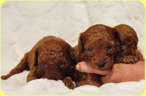 トイプードル　ブリーダー子犬販売の専門店　Angel wan 東京　神奈川　千葉