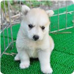 犬種　ブリーダー子犬販売専門店　Angel wan 横浜