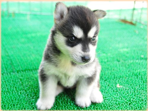 犬種　ブリーダー子犬販売専門店　Angel wan 東京　神奈川　千葉