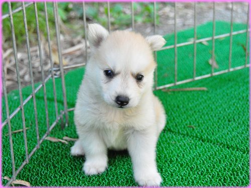 犬種　ブリーダー子犬販売専門店　Angel wan 東京　神奈川　千葉