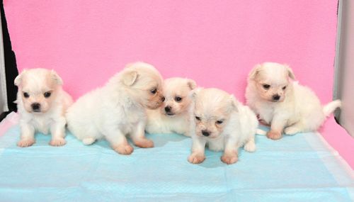 マルチーズ ブリーダー子犬販売の専門店 Angel wan 東京 神奈川 千葉