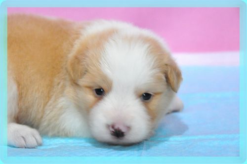 ボーダーコリー　ブリーダー子犬販売の専門店　Angel wan 東京　神奈川　千葉