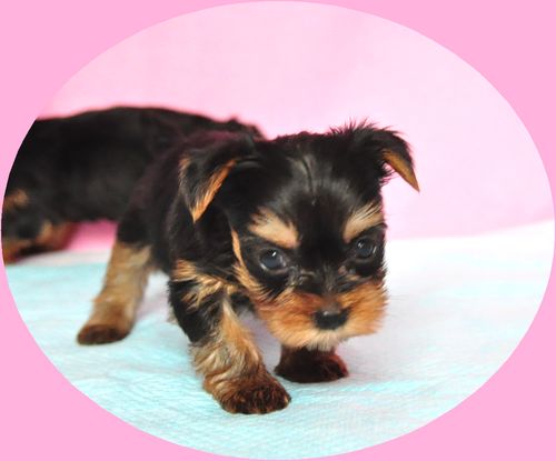 ヨークシャーテリア　ブリーダー子犬販売の専門店　Angel wan 東京　神奈川　千葉