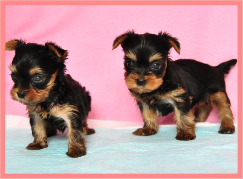 ヨークシャーテリア　ブリーダー子犬販売の専門店　Angel wan 東京　神奈川　千葉