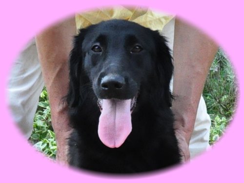 フラットコーテッドレトリバー ブリーダー子犬販売専門店 Angel wan 東京 神奈川 千葉