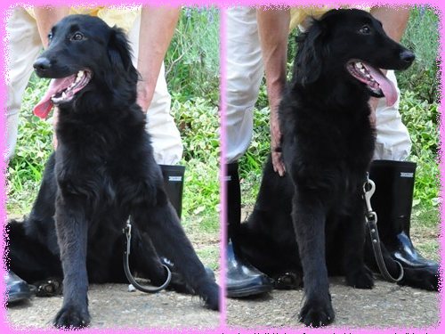 フラットコーテッドレトリバー ブリーダー子犬販売専門店 Angel wan 東京 神奈川 千葉