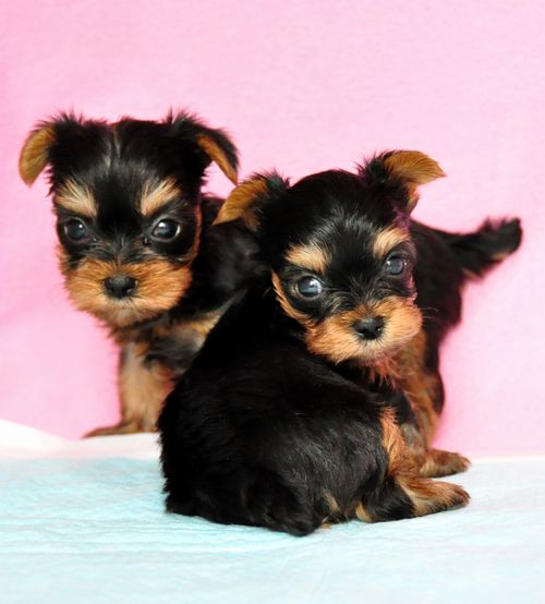 ヨークシャーテリア　ブリーダー子犬販売の専門店　Angel wan 東京　神奈川　千葉