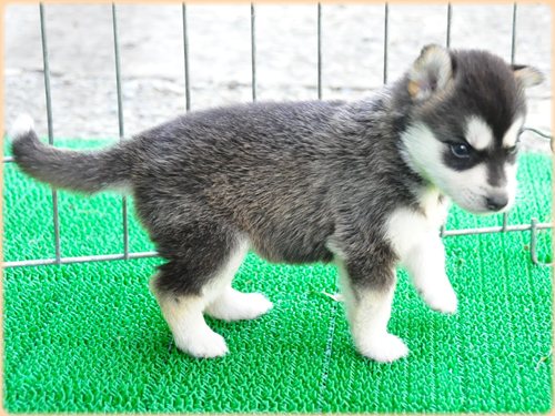 犬種　ブリーダー子犬販売専門店　Angel wan 東京　神奈川　千葉