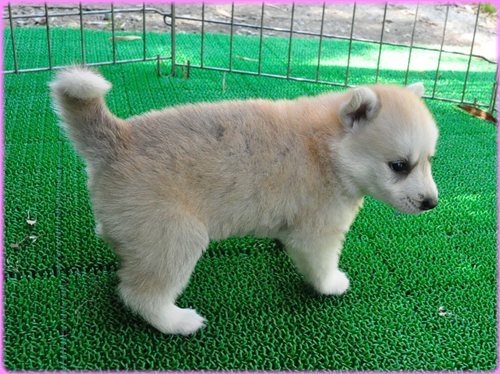 犬種　ブリーダー子犬販売専門店　Angel wan 東京　神奈川　千葉