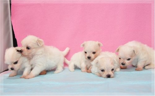 マルチーズ ブリーダー子犬販売の専門店 Angel wan 東京 神奈川 千葉