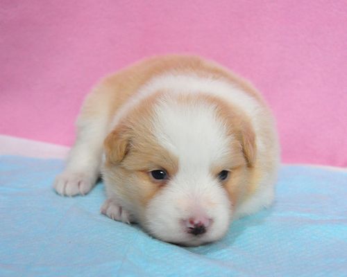 ボーダーコリー　ブリーダー子犬販売の専門店　Angel wan 東京　神奈川　千葉