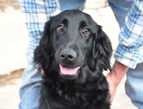 フラットコーテッドレトリバー　ブリーダー子犬販売の専門店　Angel wan 東京　神奈川　千葉
