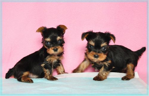 ヨークシャーテリア　ブリーダー子犬販売の専門店　Angel wan 東京　神奈川　千葉