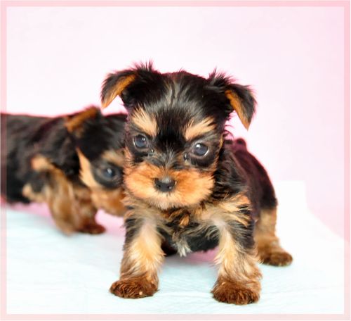 ヨークシャーテリア　ブリーダー子犬販売の専門店　Angel wan 東京　神奈川　千葉