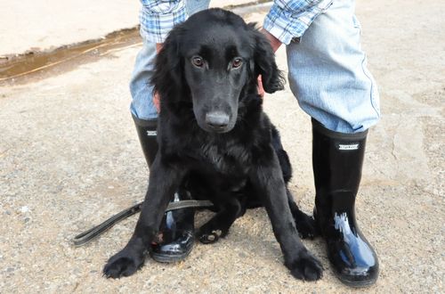 フラットコーテッドレトリバー　ブリーダー子犬販売の専門店　Angel wan 東京　神奈川　千葉