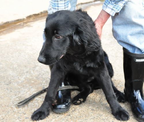 フラットコーテッドレトリバー　ブリーダー子犬販売の専門店　Angel wan 東京　神奈川　千葉