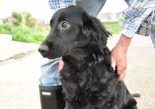 フラットコーテッドレトリバー ブリーダー子犬販売の専門店 Angel wan 東京 神奈川 千葉