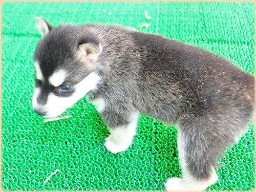 犬種　ブリーダー子犬販売専門店　Angel wan 東京　神奈川　千葉