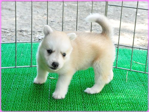 犬種　ブリーダー子犬販売専門店　Angel wan 東京　神奈川　千葉