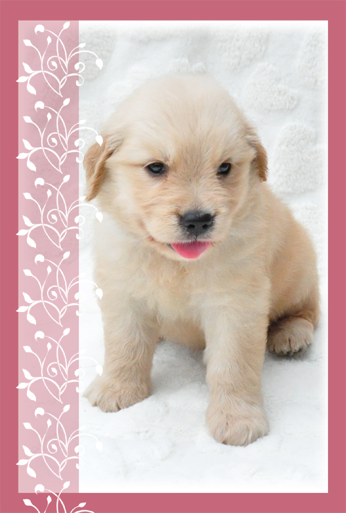 ゴールデンレトリバー ブリーダー子犬販売専門店 Angel Wan 東京 神奈川 千葉