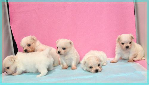 マルチーズ ブリーダー子犬販売の専門店 Angel wan 東京 神奈川 千葉