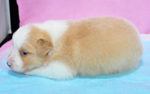 ボーダーコリー　ブリーダー子犬販売の専門店　Angel wan 東京　神奈川　千葉