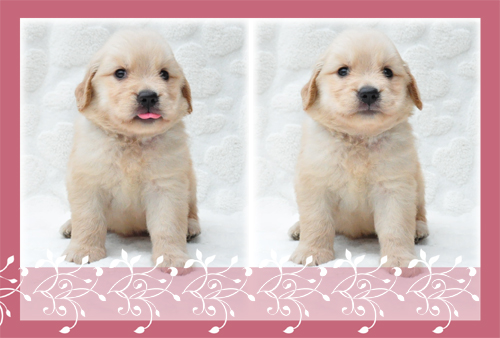 ゴールデンレトリバー ブリーダー子犬販売専門店 Angel Wan 東京 神奈川 千葉