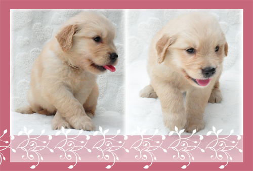 ゴールデンレトリバー ブリーダー子犬販売専門店 Angel Wan 東京 神奈川 千葉