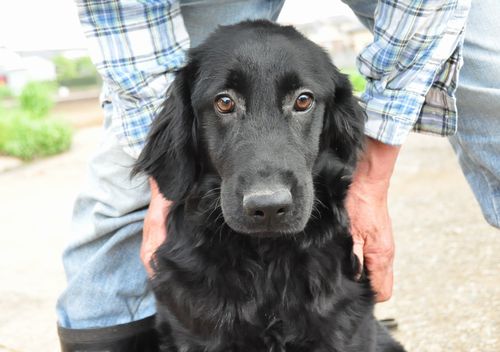 フラットコーテッドレトリバー ブリーダー子犬販売の専門店 Angel wan 東京 神奈川 千葉