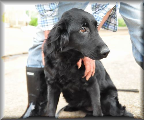 フラットコーテッドレトリバー ブリーダー子犬販売の専門店 Angel wan 東京 神奈川 千葉