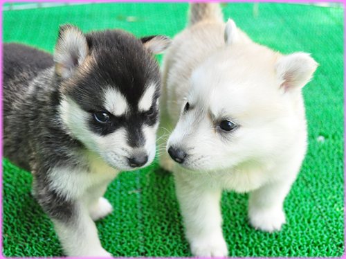 犬種　ブリーダー子犬販売専門店　Angel wan 東京　神奈川　千葉