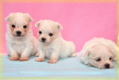 マルチーズ ブリーダー子犬販売の専門店 Angel wan 東京 神奈川 千葉