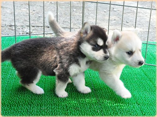 犬種　ブリーダー子犬販売専門店　Angel wan 東京　神奈川　千葉