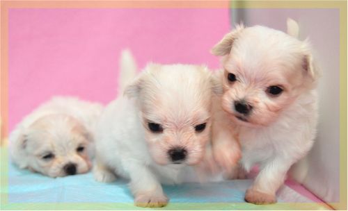 マルチーズ ブリーダー子犬販売の専門店 Angel wan 東京 神奈川 千葉