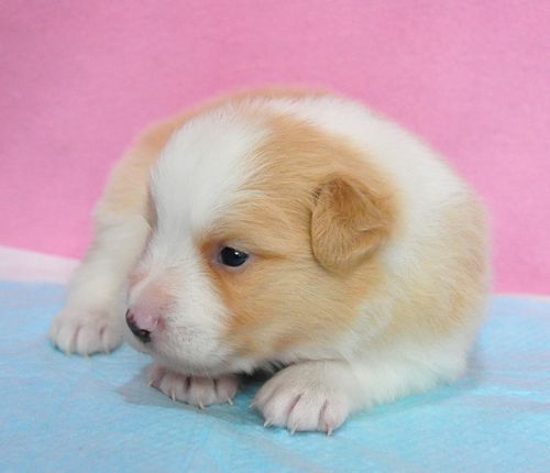 ボーダーコリー　ブリーダー子犬販売の専門店　Angel wan 東京　神奈川　千葉