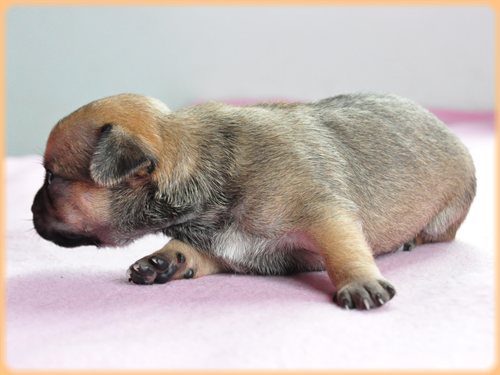 犬種 ブリーダー子犬販売専門店 Angel wan 東京 神奈川 千葉