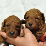 トイプードル　ブリーダー子犬販売の専門店　Angel wan 横浜