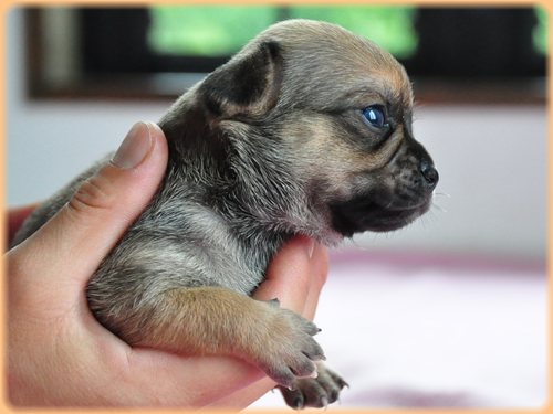 犬種 ブリーダー子犬販売専門店 Angel wan 東京 神奈川 千葉
