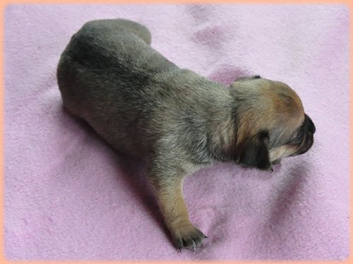 犬種 ブリーダー子犬販売専門店 Angel wan 東京 神奈川 千葉