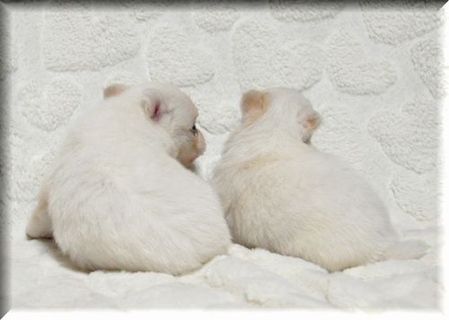 ミックス犬 ブリーダー子犬販売の専門店 Angel wan 東京 神奈川 千葉