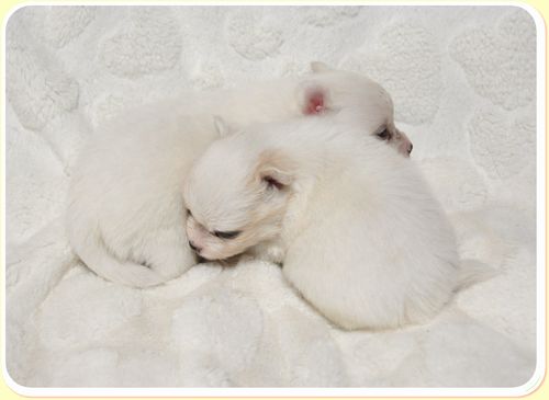 ミックス犬 ブリーダー子犬販売の専門店 Angel wan 東京 神奈川 千葉