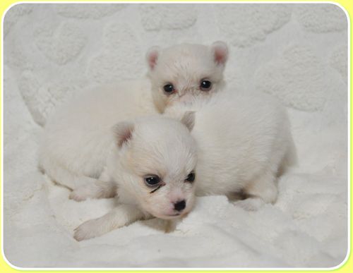 ミックス犬 ブリーダー子犬販売の専門店 Angel wan 東京 神奈川 千葉