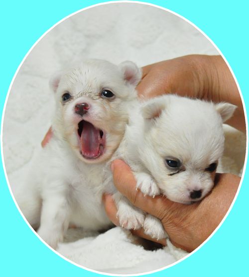 ミックス犬 ブリーダー子犬販売の専門店 Angel wan 東京 神奈川 千葉