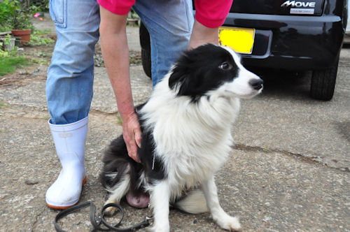 ボーダーコリー　ブリーダー　子犬販売の専門店　AngelWan　母犬　初産　小ぶり　ロング