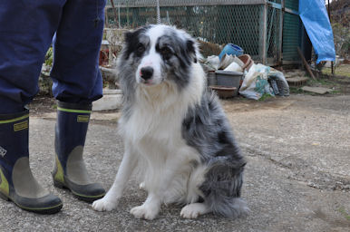 ボーダーコリー　ブリーダー　子犬販売の専門店　AngelWan　父犬　訓練血統　ペット
