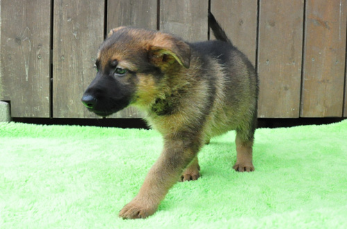 ジャーマンシェパード　ウルフ　子犬販売の専門店　AngelWan　横浜