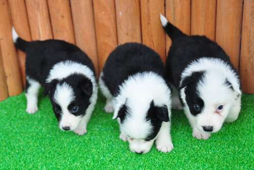 ボーダーコリー　ブリーダー　子犬販売の専門店　AngelWan　横浜　ペットショップ　神奈川県