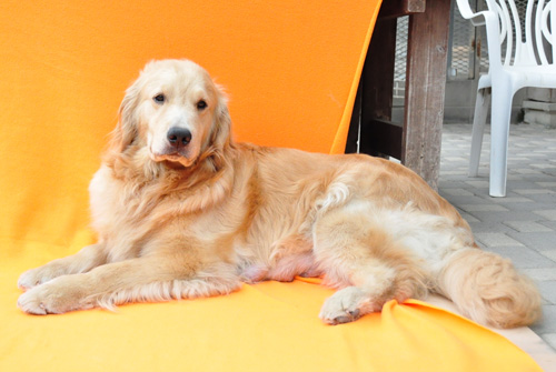 ゴールデンレトリバー ブリーダー 子犬販売の専門店 AngelWan 横浜 神奈川 ペットショップ
