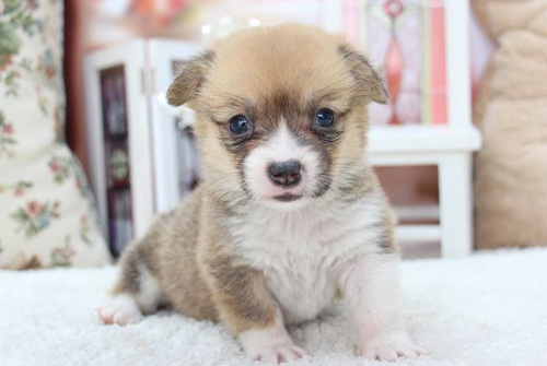 コーギー　ブリーダー　子犬販売の専門店　AngelWan　横浜　神奈川県　ペットショップ