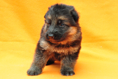 ジャーマンシェパード　ブリーダー　子犬販売の専門店　AngelWan　横浜　神奈川県　ペットショップ